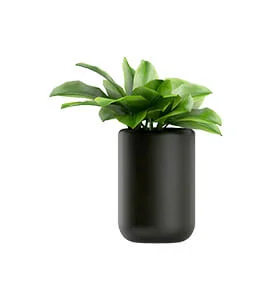 small plant with medium leaves in black bowl