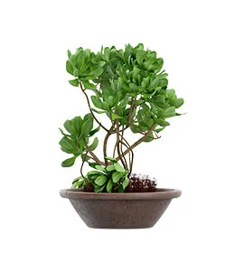 small plant with small leaves in brown bowl