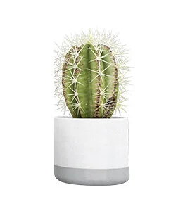 green and white cactus in white bowl