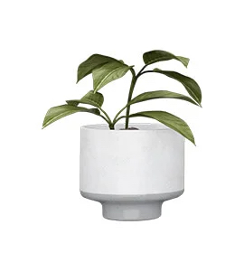 small plant with medium leaves in white bowl