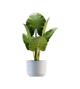 medium plant with big thin leaves in white bowl