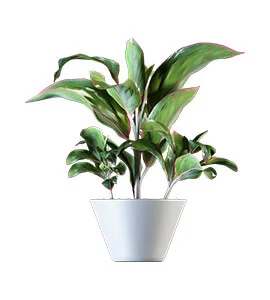 medium plant with big leaves in white bowl