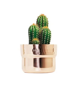 green and yellow cactus in gold bowl